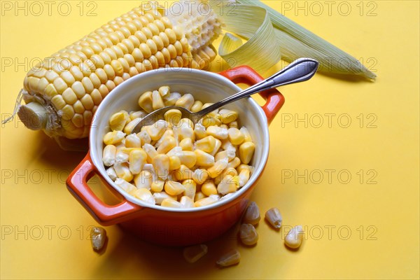 Fresh maize kernels in pots and cobs, corn (Zea mays)