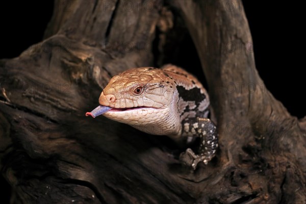 Indonesian blue-tongued skink (Tiliqua gigas), adult, portrait, on tree, captive, tongues, Indonesia, Asia