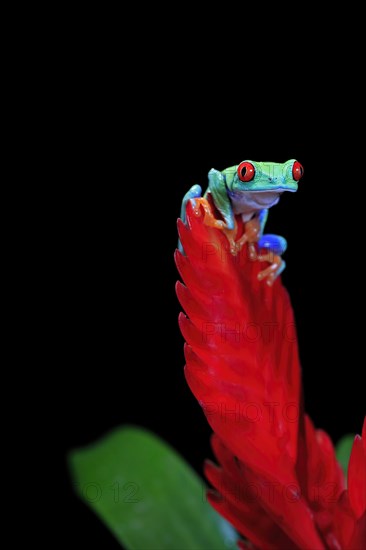 Red-eyed tree frog (Agalychnis callidryas), adult, on bromeliad, captive, Central America