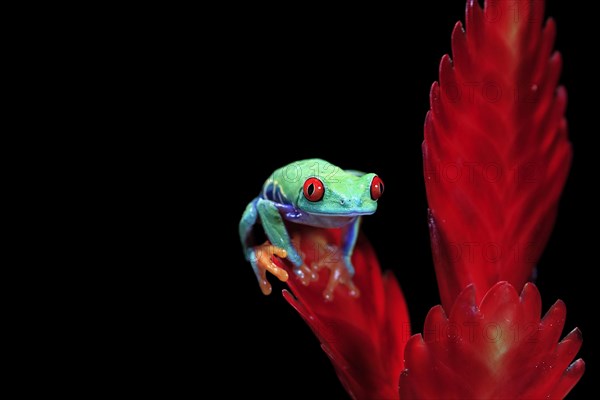 Red-eyed tree frog (Agalychnis callidryas), adult, on bromeliad, captive, Central America