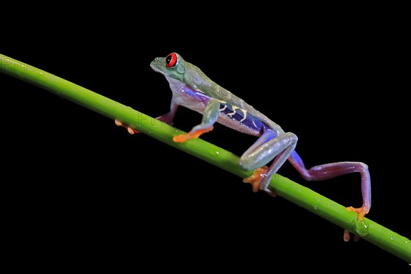 Red-eyed tree frog (Agalychnis callidryas), adult, on green stem, Aeonium, captive, Central America