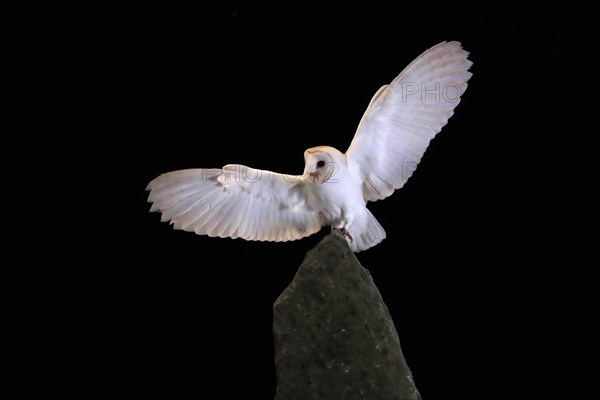 Barn owl, (Tyto alba), adult, flying, landing, on rocks, at night, Lowick, Northumberland, England, Great Britain