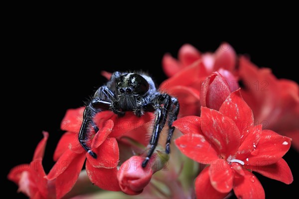 Tan jumping spider (Platycryptus undatus), adult, on leaf, North America, captive