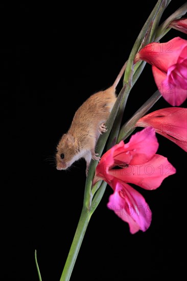 Eurasian harvest mouse (Micromys minutus), adult, on plant stem, flowering, foraging, at night, Scotland, Great Britain