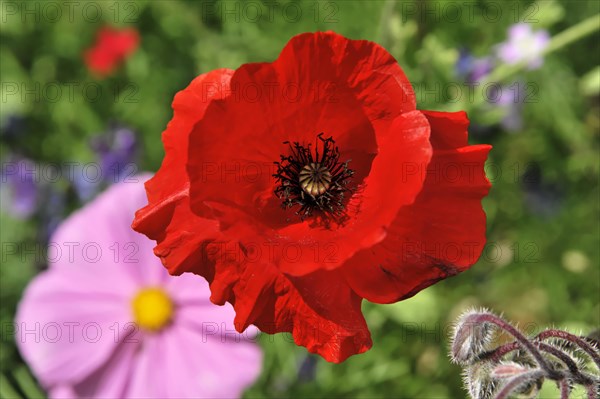A bright red poppy flower (Papaver rhoeas), in the foreground with pink flowers in the background, Stuttgart, Baden-Wuerttemberg, Germany, Europe