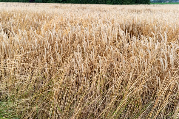 A harvested stubble field shows the remains of the harvest in a rural area