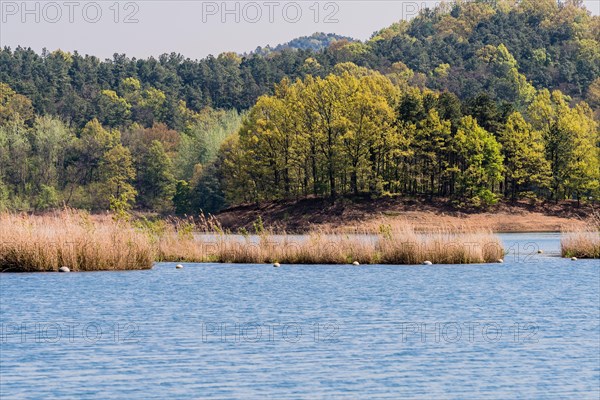 Landscape of small island with tall reeds in the middle of a lake with woodland area on the far shore in South Korea