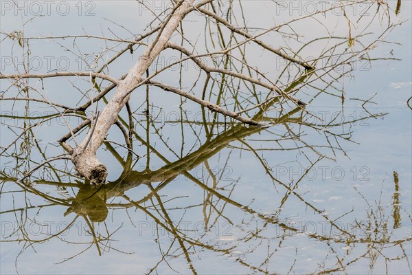 Tree branch laying in river reflecting itself in the water in Namhae, South Korea, Asia