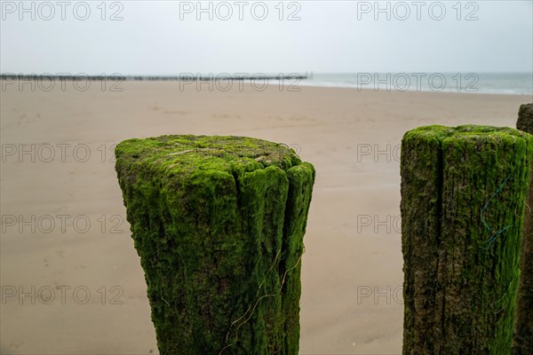 Two moss-covered wooden poles rise up on the sandy beach