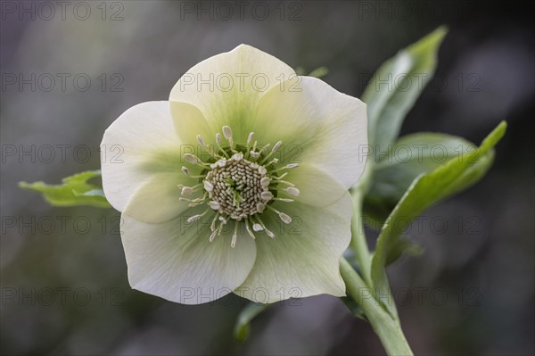 Lenzrose (Helleborus orientalis Hybride), Speyer, Rhineland-Palatinate, Germany, Europe