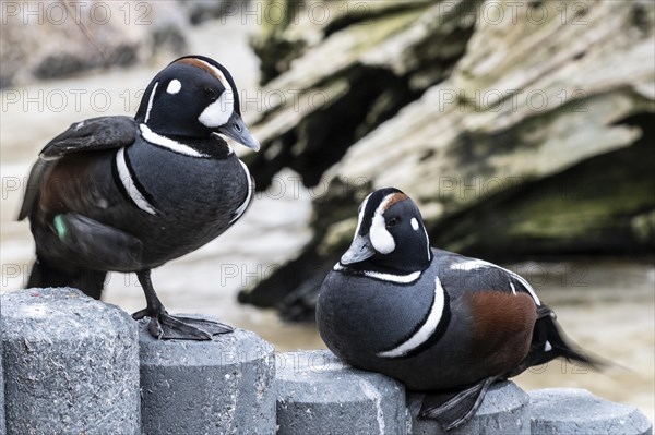 Ruffed ducks (Histrionicus histrionicus), Heidelberg Zoo, Baden-Wuerttemberg, Germany, Europe