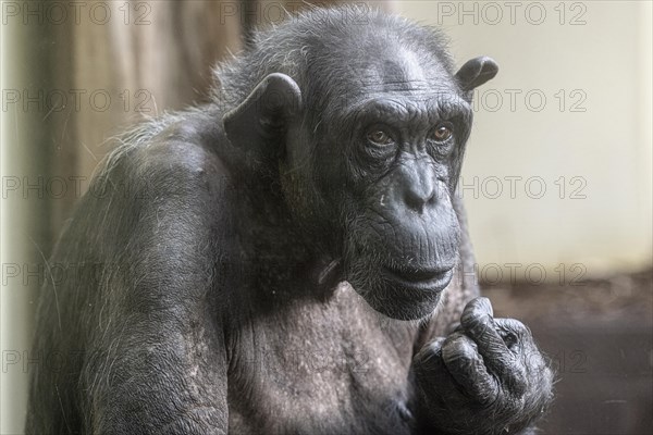 Old chimpanzee (Pan troglodytes), portrait, Heidelberg Zoo, Baden-Wuerttemberg, Germany, Europe