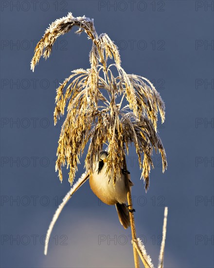 A small bird perched atop a frost-covered reed, Bearded tit, Panarus Biarmicus