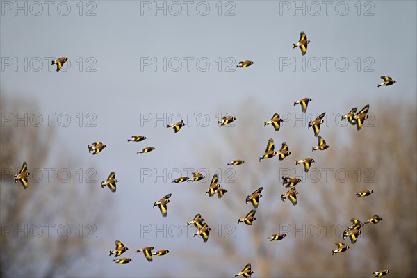 A dispersed flock of goldfinches flying against a blue sky, Carduelis carduelis, Goldfinch