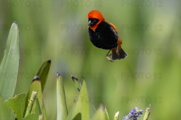 Southern red bishop (Euplectes orix), Irene, Gauteng, South Africa, Africa