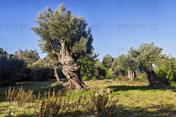 Golden sunlight casting shadows on olive trees with a clear blue sky above, Hiking tour from Estellences to Banyalbufar, Mallorca