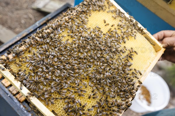 Fantastic beehive producing honey, nature, man and bee, sweet honey, honeycomb, nectar, beekeeping, Poland, Europe