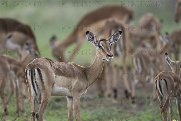 Black Heeler Antelope or Impala (Aepyceros melampus) herd with young, nursery, Madikwe Game Reserve, North West Province, South Africa, RSA, Africa