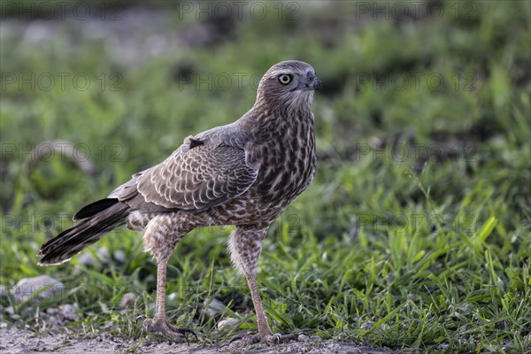 Silver Singing Goshawk, also known as pale chanting goshawk (Melierax canorus) juvenile, Madikwe Game Reserve, North West Province, South Africa, RSA, Africa