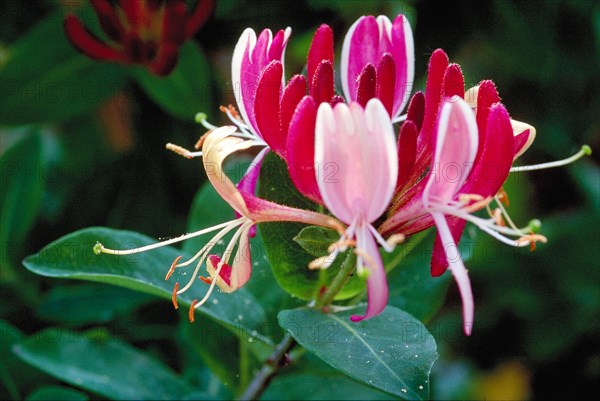 Close-up of a pink and white honeysuckle flower in a natural environment Lonicera caprifolium Honeysuckle (Caprifoliaceae)