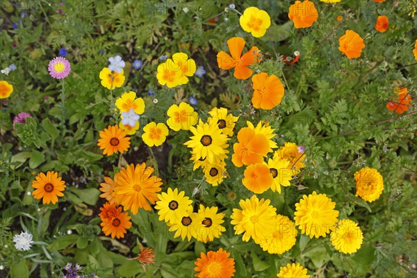 Orange marigold, garden marigold, top view, (Calendula officinalis), Germany, Europe