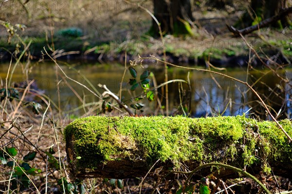 Moss (Bryophyta) with blurred background in a forest, North Rhine-Westphalia, Germany, Europe