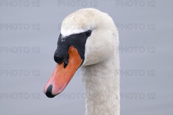 Mute swan (Cygnus olor), portrait, close-up, looking sideways to the left, Harkortsee, Ruhr area, Germany, Europe