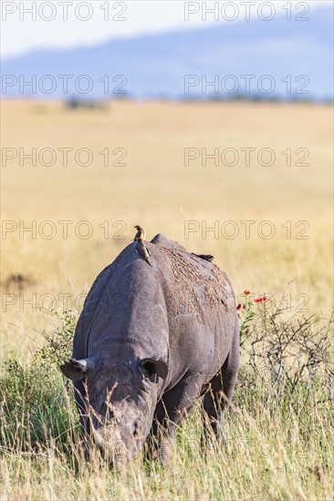 Black rhinoceros (Diceros bicornis) with Yellow-billed oxpecker (Buphagus africanus) on the back at a grass savanna in Africa, Maasai Mara National Reserve, Kenya, Africa