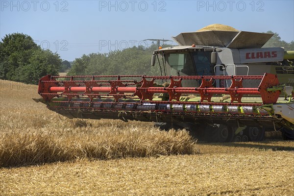 Combine harvester on a barleys (Hordeum vulgare), Mecklenburg-Vorpommern, Germany, Europe