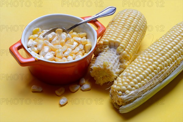 Fresh maize kernels in pots and cobs, corn (Zea mays)