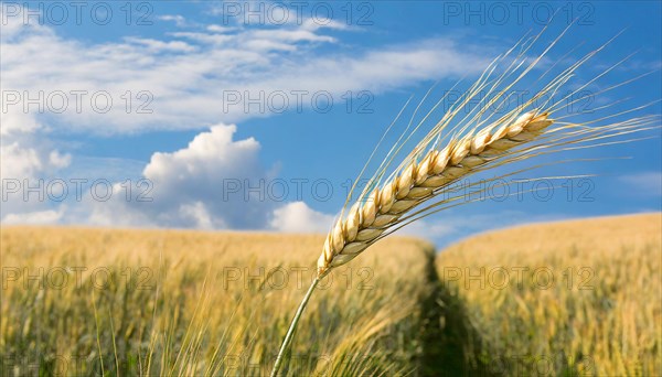 AI generated, A single ear in the cornfield, Barley