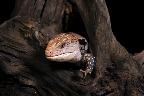 Indonesian blue-tongued skink (Tiliqua gigas), adult, captive, Indonesia, Asia