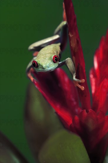 Red-eyed tree frog (Agalychnis callidryas), adult, on bromeliad, captive, Central America