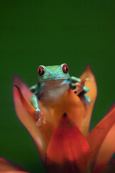 Red-eyed tree frog (Agalychnis callidryas), adult, on bromeliad, captive, Central America