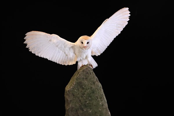 Barn owl, (Tyto alba), adult, flying, landing, on rocks, at night, Lowick, Northumberland, England, Great Britain