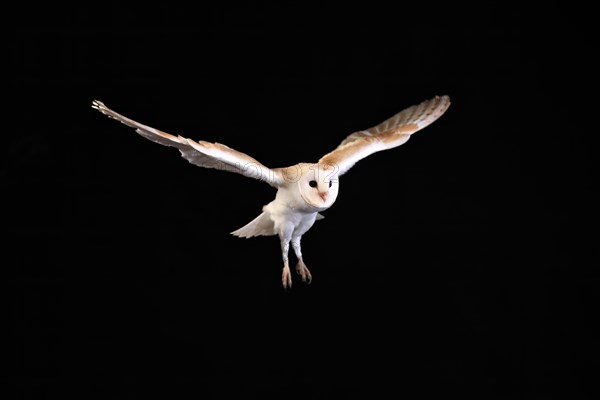 Barn Owl, (Tyto alba), adult, flying, at night, Lowick, Northumberland, England, Great Britain