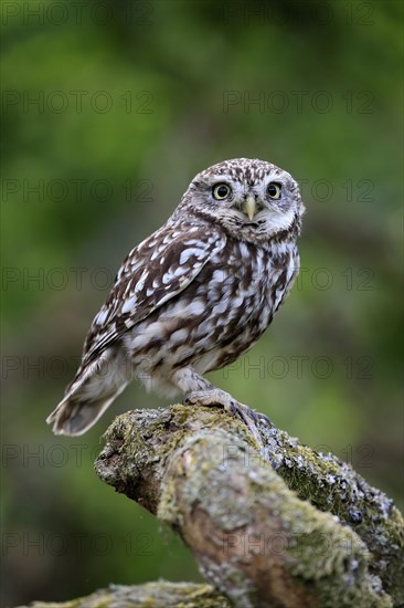 Little owl (Athene noctua), (Tyto alba), adult, on tree trunk, alert, Lowick, Northumberland, England, Great Britain