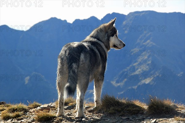 A Husky dog standing on a mountain top looking into the distance, Amazing Dogs in the Nature
