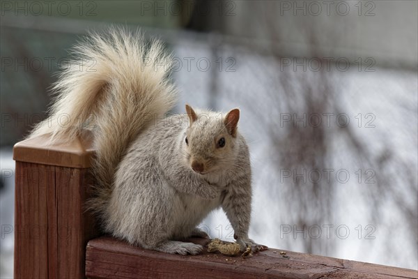 Nature, pale coloured squirrel (Sciurus) eating peanuts, Province of Quebec, Canada, North America