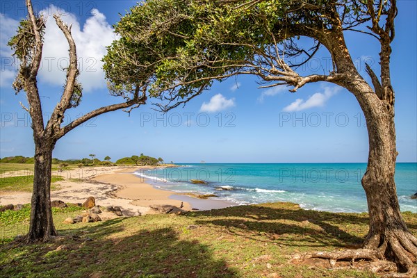 Nature in a special way, trees grow with the wind, a dreamlike landscape directly on the turquoise sea. Lonely sandy beaches in the Caribbean. Pointe Allegre on Basse Terre, Guadeloupe, French Antilles, North America