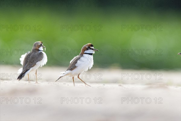 Slender-billed plover (Anarhynchus collaris) Pantanal Brazil