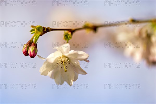 Close-up of a cherry blossom flower in full bloom on a branch, with soft focus background, Prunus serrulata, japanese Cherry
