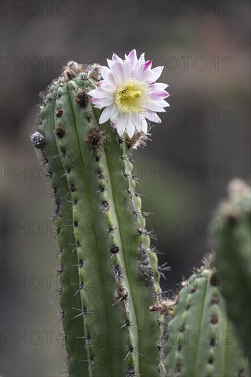 Cacti, Jardin de Cactus, Lanzarote, Canary Islands, Spain, Europe