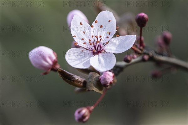 Myrobolane (Prunus cerasifera), blossom, Speyer, Rhineland-Palatinate, Germany, Europe