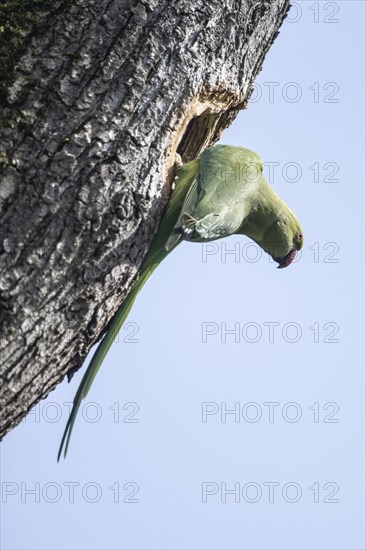 Rose-ringed parakeet (Psittacula krameri), Speyer, Rhineland-Palatinate, Germany, Europe