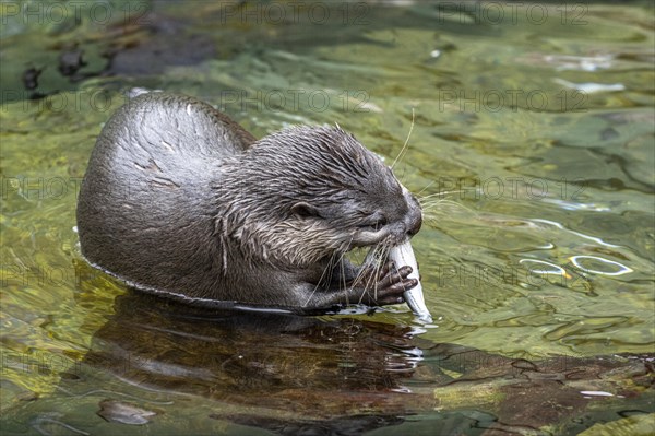 Dwarf otter, Asian oriental small-clawed otter (Aonyx cinerea), Heidelberg Zoo, Baden-Wuerttemberg, Germany, Europe