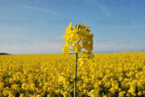 Close-up of a canola flower with a vast blooming canola field and blue sky in the background