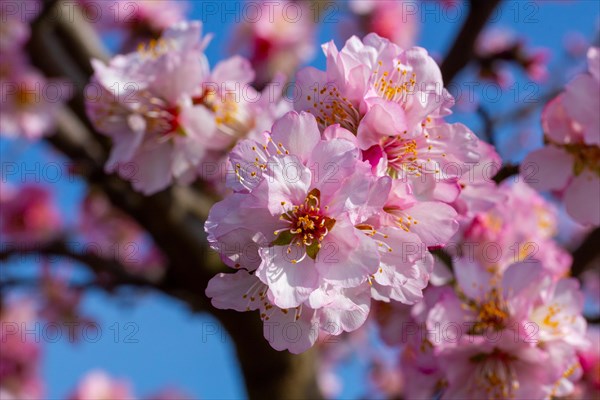 03 March 2024: Close-up of almond blossoms in Neustadt-Gimmeldingen (Palatinate) . Over the next two weekends, the almond blossom festival will take place in Gimmeldingen, which also marks the start of the new wine festival season in the Palatinate