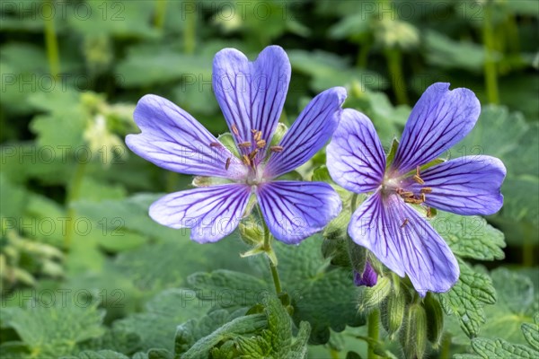 Close-up of purple flowers with fine veins and green leaves