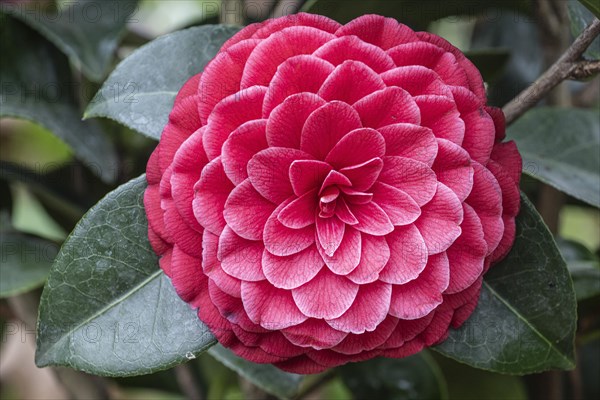 Camellia (Camellia japonica) blossom, Emsland, Lower Saxony, Germany, Europe